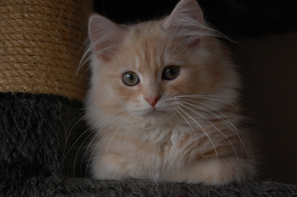 Ravell mit 4 Monaten.jpg